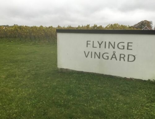 Vinet på Flyinge vingård
